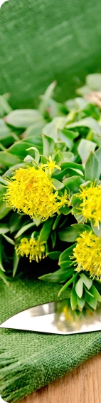 herb image