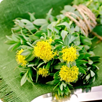 herb image