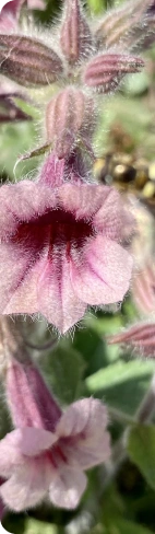 herb image